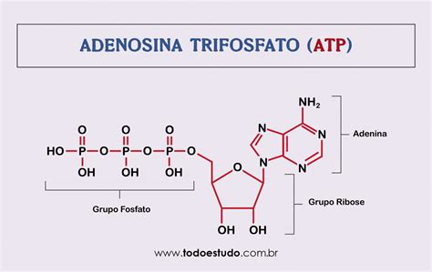Assinale A Alternativa Correta Na Definição Da Adenosina Trifosfato Atp