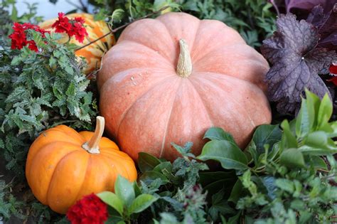 400 Free Pumpkin Leaves And Pumpkin Images Pixabay