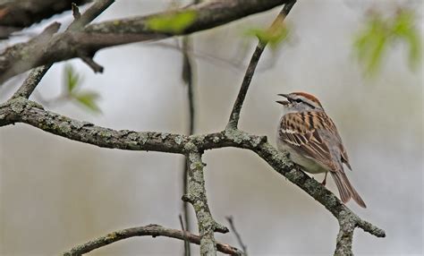 Chipping Sparrow Spizella Passerina In My Yard Indiana Flickr