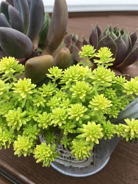 What Type Of Succulent Is This The Lime Green One Its In A Variety