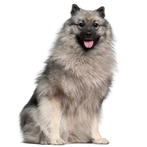 Keeshond Dog Breed Everything About Keeshond