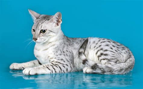 Egyptian Mau The Fastest Domestic Cat Domestic Cat Cats Egyptian Mau