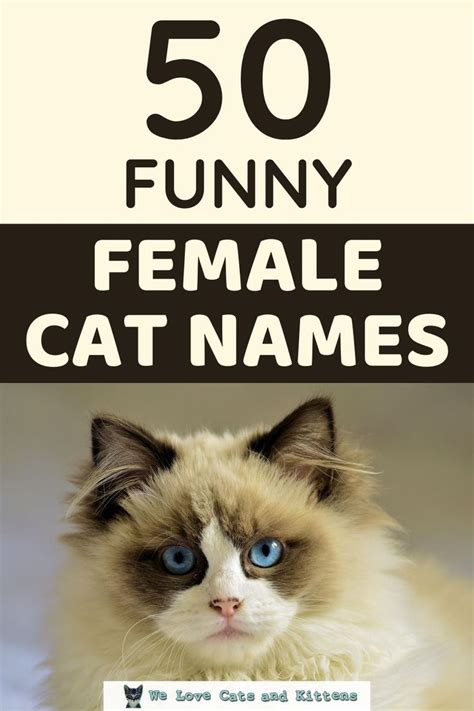 250 funny cat names funny female cat names funny cat names girl cat names