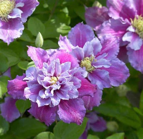 Maybe you would like to learn more about one of these? 10 of the best clematis for shade