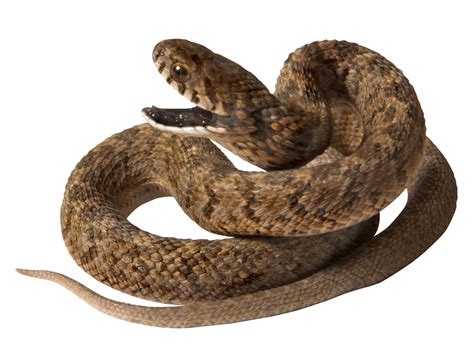 Rattlesnake Png Image Free Download Graficsea