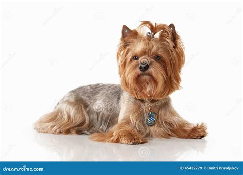 Dog Yorkie Puppy On White Gradient Background Stock Image Image Of