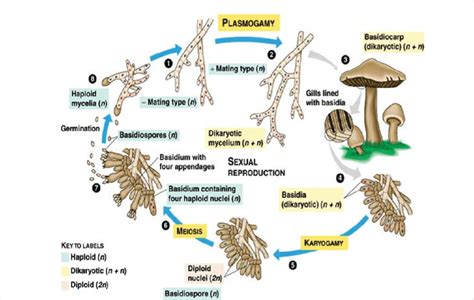 Sexual Life Cycle Of Agaricus Sp Download Scientific Diagram