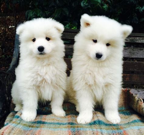 These samoyed mix puppies are ready to meet you!! Samoyed puppy, Samoyed dogs, Samoyed puppies for sale
