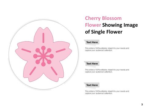 Cherry Blossom Flower Showing Circular With Full Of Flowers Powerpoint