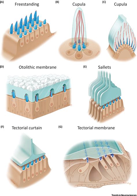A Bundle Of Mechanisms Inner Ear Hair Cell Mechanotransduction Trends