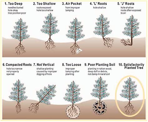 Arbor Day Tree Planting Instructions City Of Edmonton