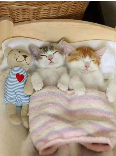 Little Cuties Snug As A Bug In A Rug So Adorable Cute Cats And