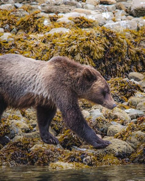 A Complete Guide To Bear Watching On Vancouver Island — Walk My World