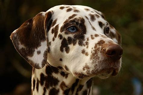 Dalmatische Hond Hoofd Huisdier Ras Dierlijke Dogs And Puppies