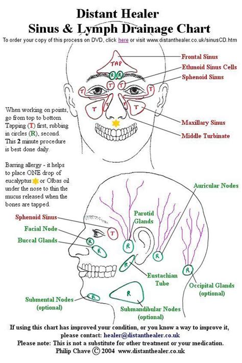 The Distant Healer Sinus And Lymph Drainage Chart Click This Image To