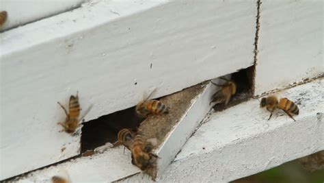 Bees Brisbane All Clear Pest Control And Termite Management