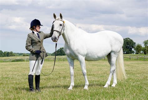 How long will it take you to watch this video? Rescue Horse Classes at Royal Norfolk Show | The Gaitpost