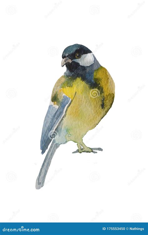 Blue Tit Bird Isolated On White Background Original Watercolor