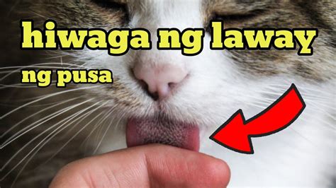 May Dalang Swerte Pala Ang Laway Ng Pusa Youtube