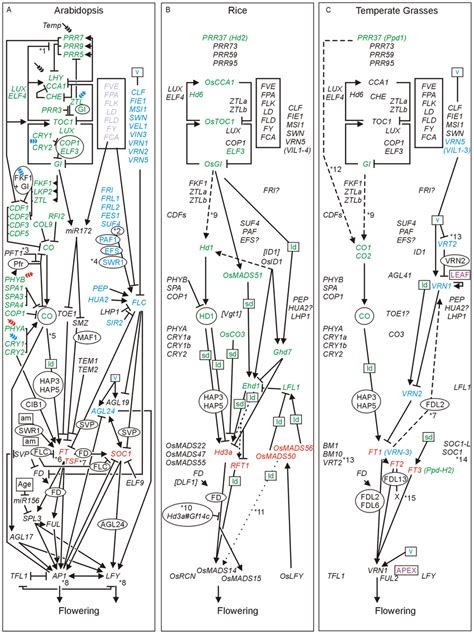 Genetic Pathways Controlling Flowering In Arabidopsis Rice And
