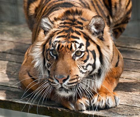 All Sizes Sumatran Tiger Flickr Photo Sharing