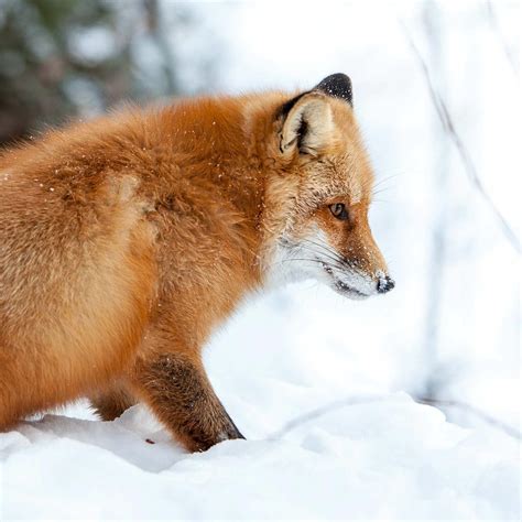 Pouncing Fox Yukon Wildlife Preserve
