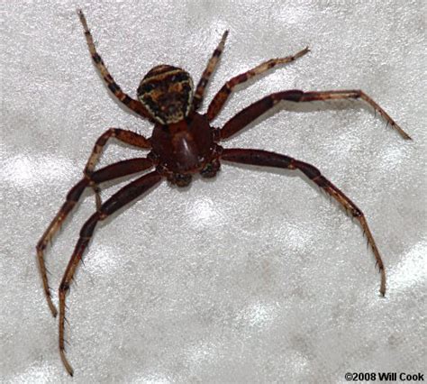 North Carolina Spider Photos