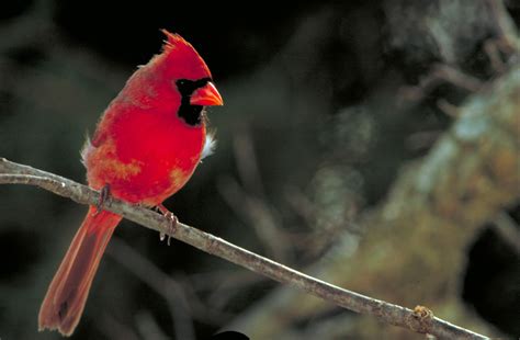 The Jungle Store Backyard Nature The Cardinal