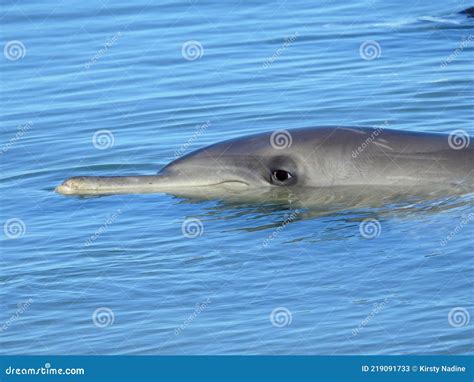 Indo Pacific Bottlenose Dolphin Eye Stock Image Image Of Experience