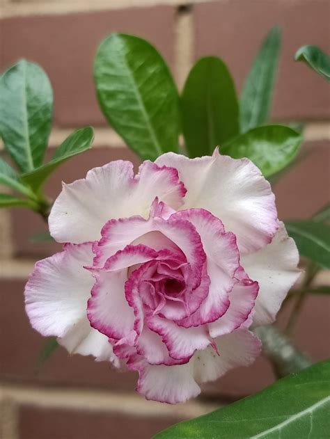 Pin By Grace Cruz On Adenium Aka Desert Rose Succulents In Containers Desert Rose Rose