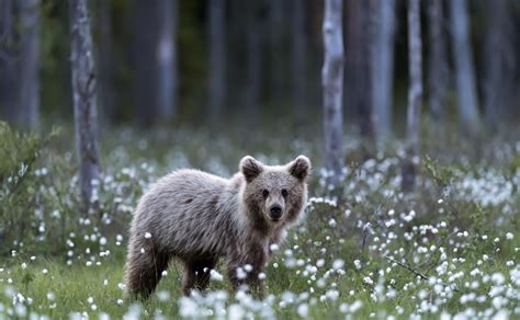 wildlife, Bears, Depth of field, Forest Wallpapers HD / Desktop and ...