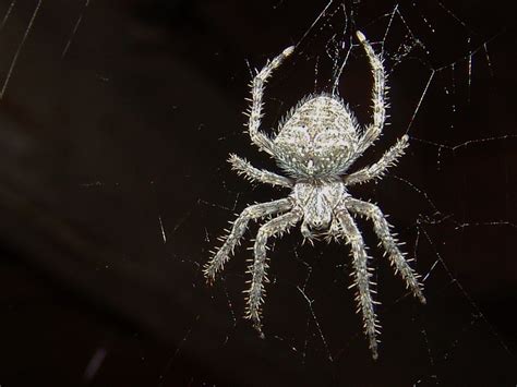 Barn Spider Spinne