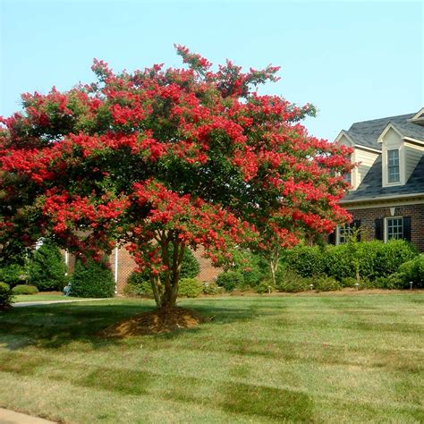 Dynamite Red Crape Myrtle Trees For Sale