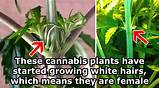 Where To Find Marijuana Plants