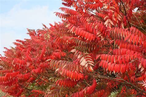 Fall Color From Shrubs Missouri Environment And Garden News Article
