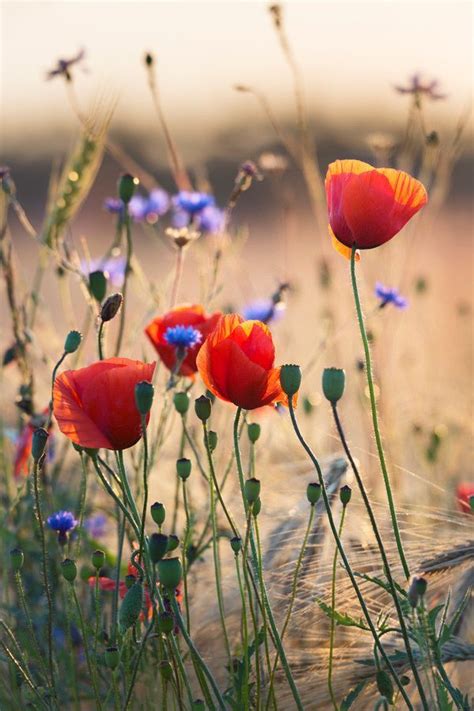 Poppies And Cornflowers Flower Photos Flower Aesthetic Flowers