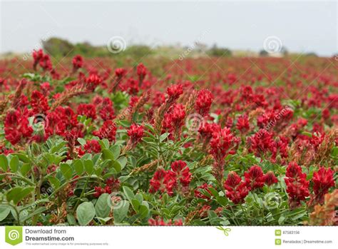 Blossom Lupine Field Background On Sunny Day On Spring In Malta Red