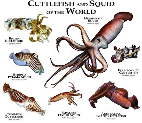 Cuttlefish And Squid Of The World Poster Print Etsy Octopus Marine