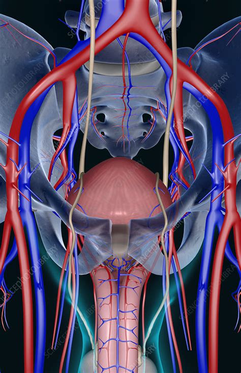 The Blood Supply Of The Male Reproductive Organs Stock Image F002