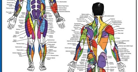 In the muscular system, muscle tissue is categorized into three distinct types: $21.95 - Ever wonder what all the names of the muscles in your body are called? This male muscle ...