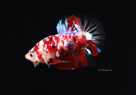 Koi bettas are a type of marble betta. Galaxy Koi HMPK Betta (Released!) - BettaSplendid.com
