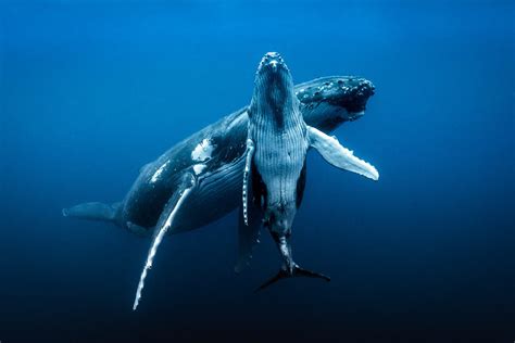 We offer an extraordinary number of hd images that will instantly freshen up your smartphone or. humpback whale picture in depth | George Karbus Photography