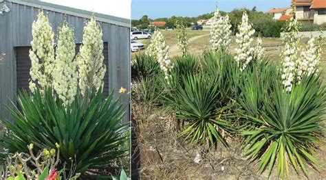 35 Types Of Yucca Plants With Pictures Identification Guide