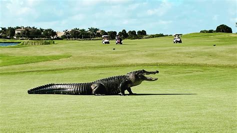 Video Massive Alligator Takes A Stroll Across Florida Golf Course
