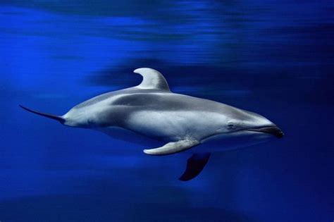 Pacific White Sided Dolphin Dolphins Marine Mammals Species