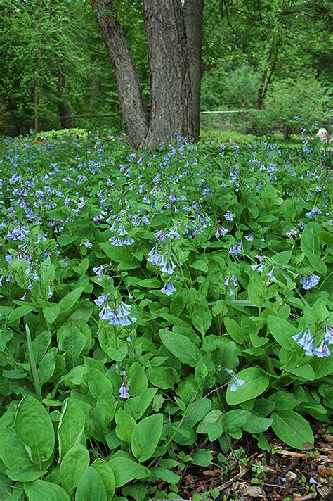 Virginia Bluebells Mertensia Virginica In Columbus Dublin Delaware