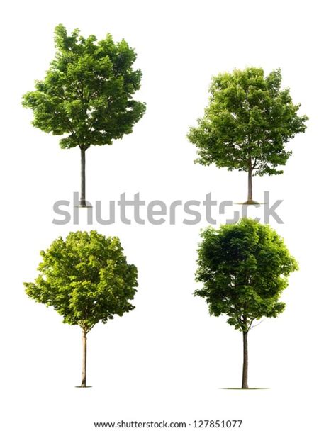 Four Trees Collection Isolated On White Stock Photo Edit Now 127851077