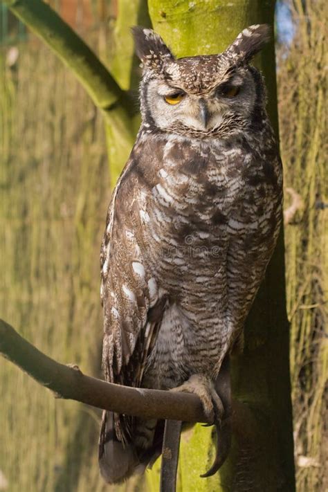 Owl Sitting On Branch Stock Image Image Of Branch Hoot 11978215