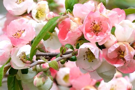 We did not find results for: Sabine Gloeckner: Texas Scarlet Japanese Quince ...
