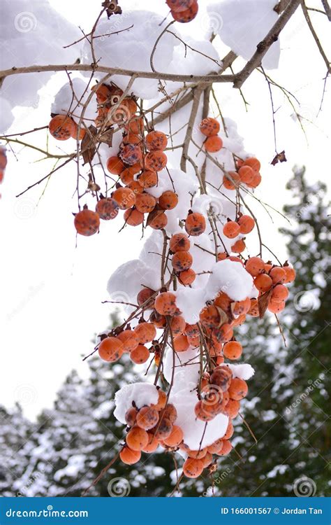 Bright Orange Kaki Persimmons Growing On A Tree In Winter At Takayama